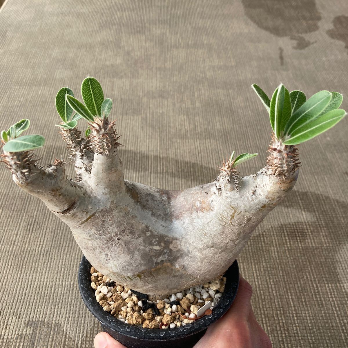 デンシフローラム　デンシフロラム　現地球【以下検索用】塊根植物 パキポディウム Pachypodium グラキリス _画像2