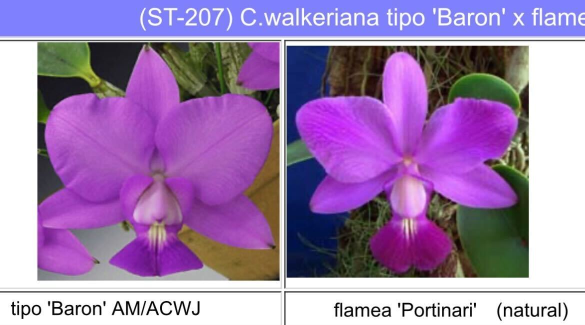 洋蘭原種 ST-207a　C. walkeriana tipo 'Baron' × flamea 'Portinari' Youtube解説あり_画像1