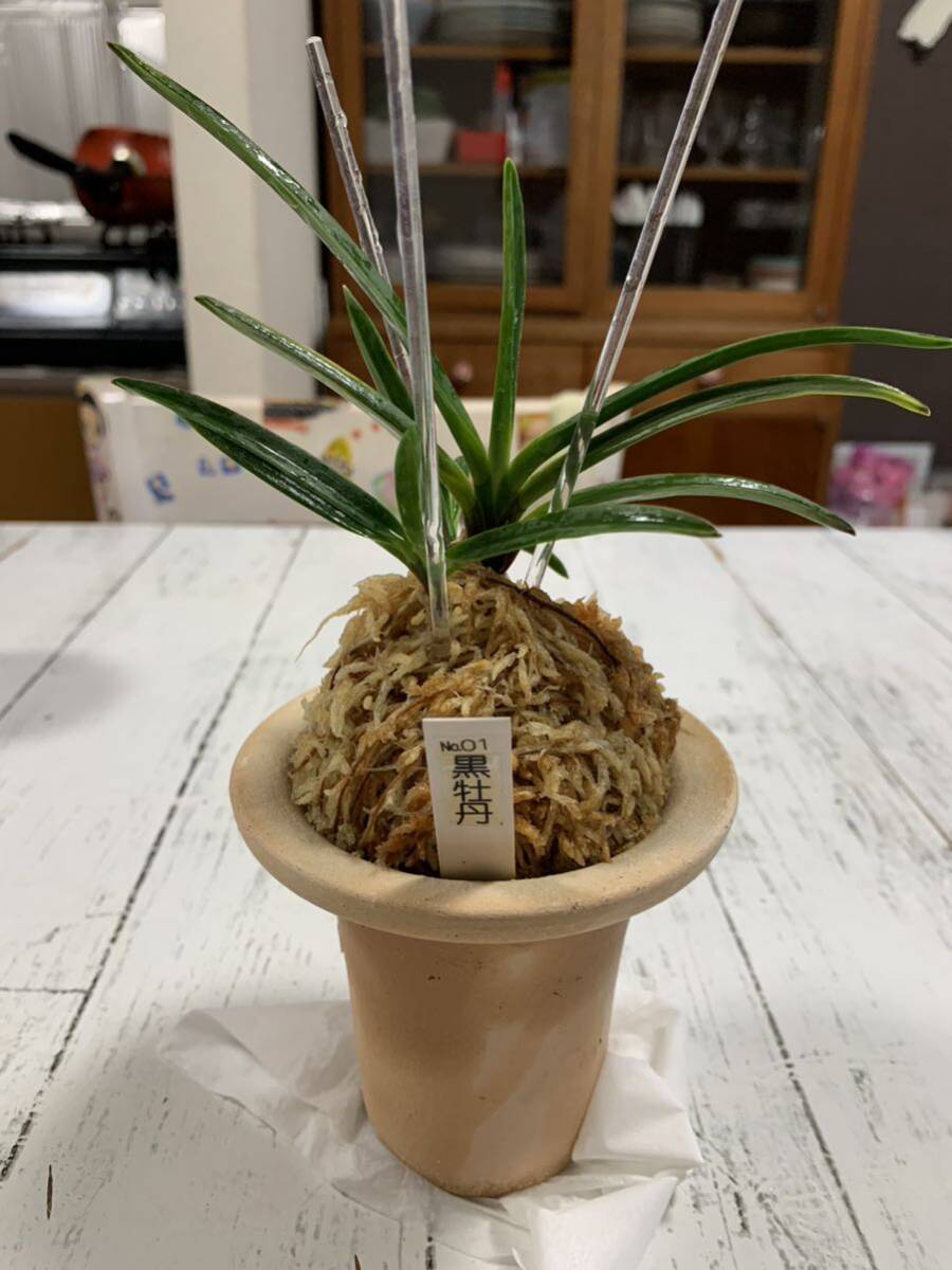 No.01 чёрный ... богатство и знатность орхидея Восток орхидея луговые и горные травы традиция садоводство 