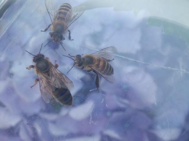貴方の巣箱に「越後撫子」 日本ミツバチ 日本蜜蜂 ニホンミツバチ 日本みつばち 群 分蜂 採巣後即発送 【着払発送】又は【直接手渡し】の画像3