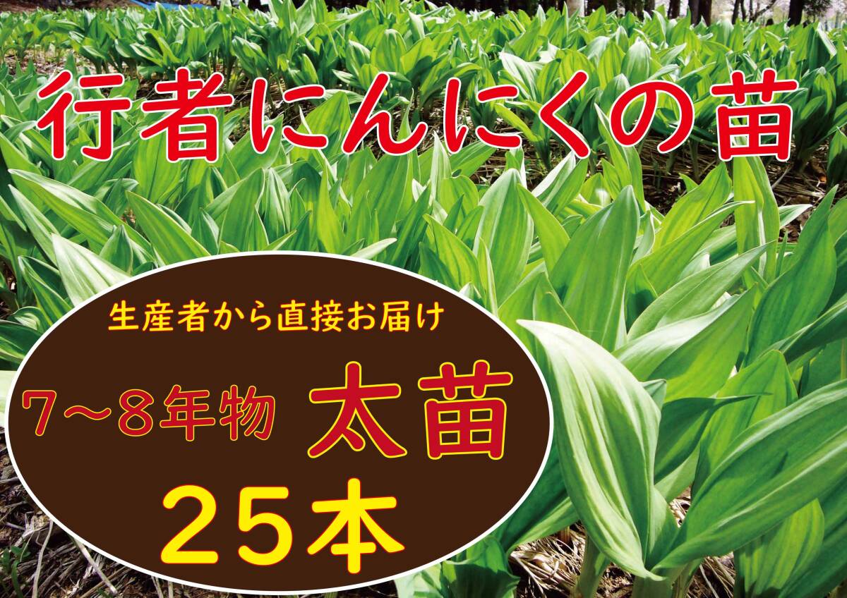 行者ニンニク 7～8年物 太球根苗25株(日々成長中)_画像1