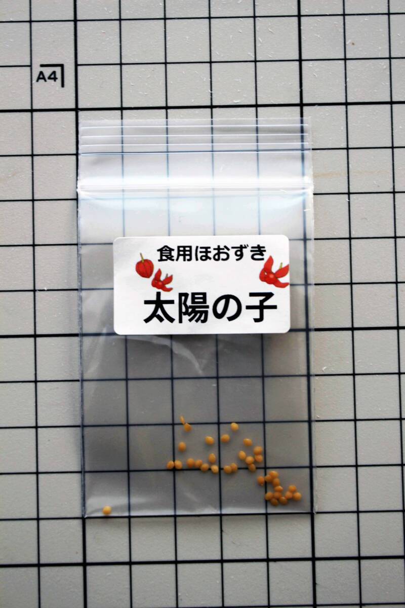 食用ほおずき「太陽の子」種子30粒 ワンコイン500円_画像2