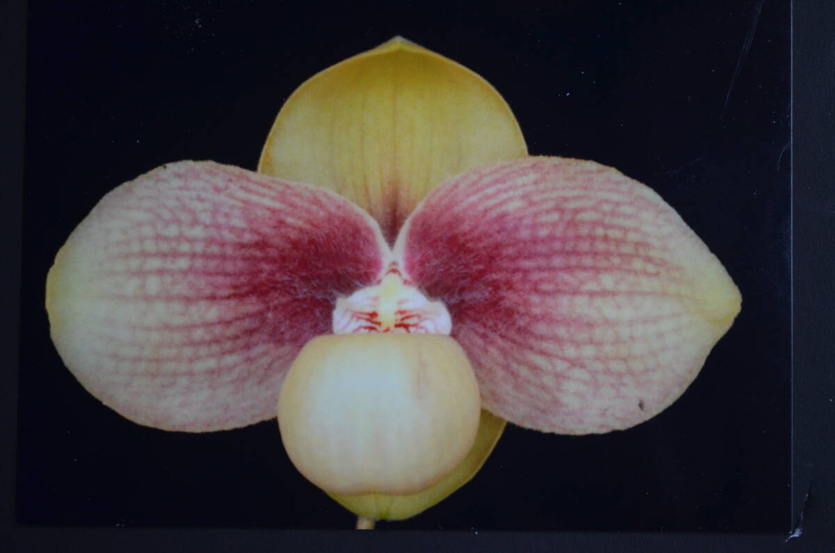 No.1350 洋蘭　パフィオ　原種 　Paph.hangianum ×sib_開花例です。