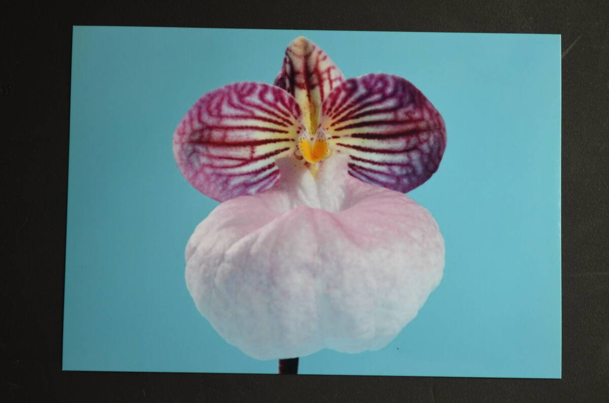 No.1413　洋蘭　パフィオ 開花サイズ　　Paph.micranthum×sib_‘Super Balloon’の花です。