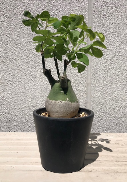 [100 jpy start ]ateni UGG lauka(gla drill sko- Dex . root plant cactus succulent plant 