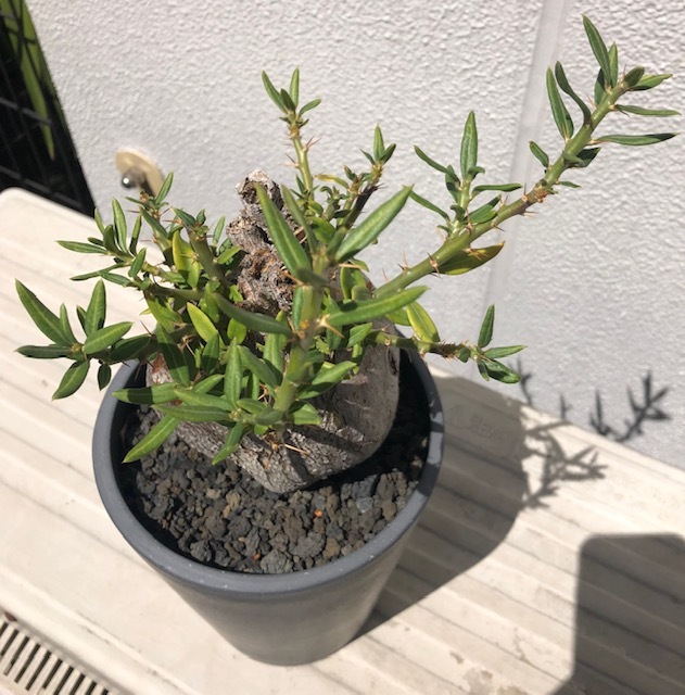 [100 jpy start ]pakipotium screw Pinot - Sam departure root settled (gla drill sko- Dex . root plant cactus succulent plant 