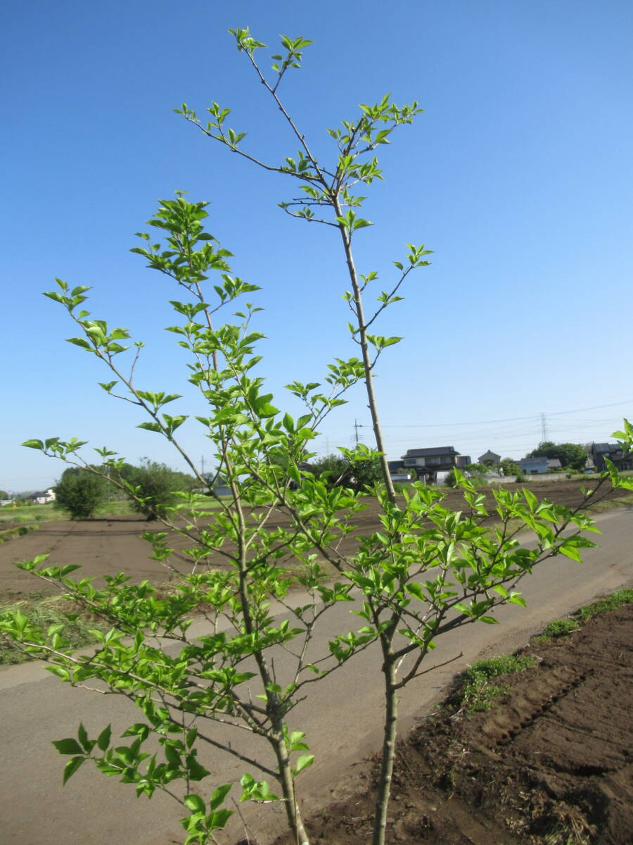 *.. exist . shape . wonderful [ deciduous tree ]* popular * Ilex macropoda *250cm*book@ stock ..*