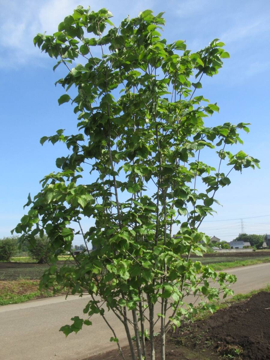 ◇綺麗な樹形が素敵『落葉樹』◇人気☆ヤマボウシ２２０ｃｍ◇本株立ち◇_画像7