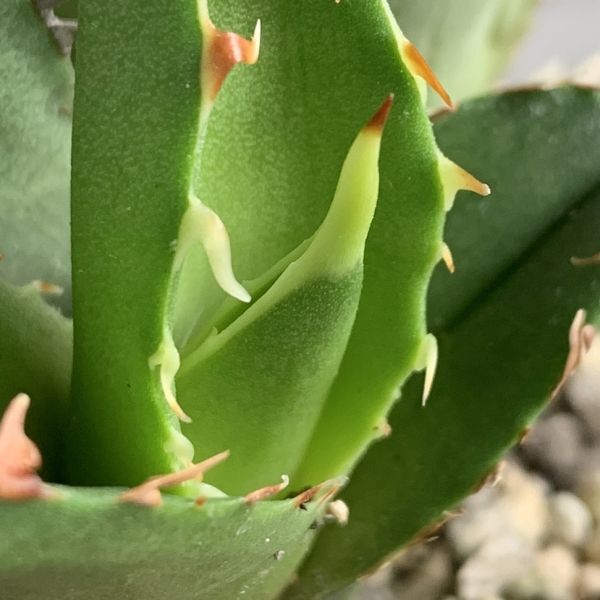 【F8037】【SS級極上血統！胴切り超希少子株！】オアハカ 産 アガベ オテロイ agave oteroi Oaxaca ( チタノタ ゴジラ 悪魔くん バケモノ_画像4