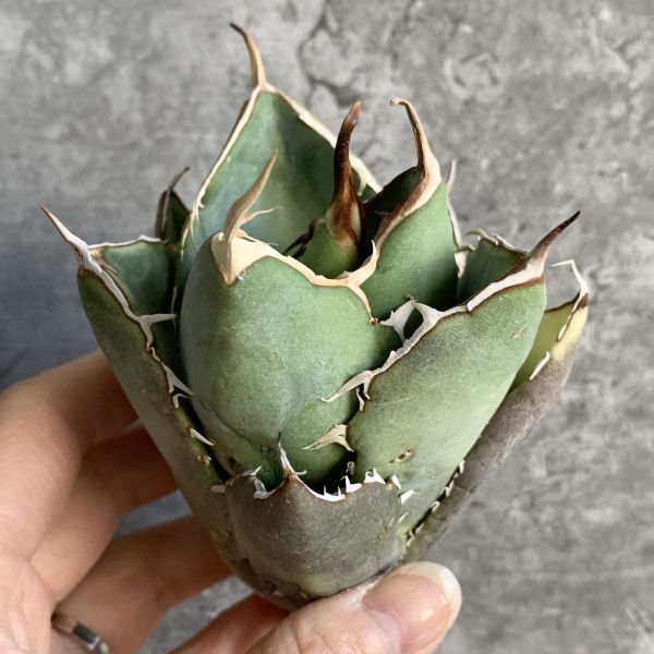 【IR2545】【極上SS級！！高級株！ イラン産 ◆ アガベ チタノタ ローズ ◆】Agave titanota ' Rose '_画像2