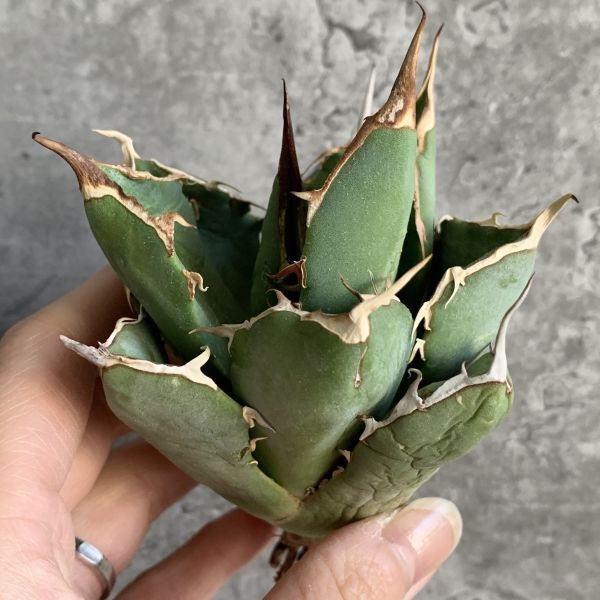 【IR2546】【極上SS級！！高級株！ イラン産 ◆ アガベ チタノタ ローズ ◆】Agave titanota ' Rose '_画像2