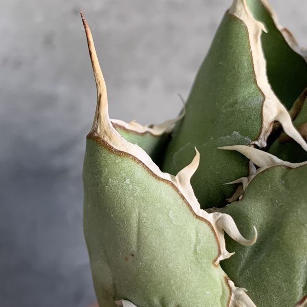 【IR2548】【極上SS級！！高級株！ イラン産 ◆ アガベ チタノタ ローズ ◆】Agave titanota ' Rose 'の画像6