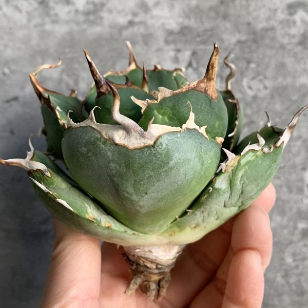 【IR2550】★特選★【極上SS級！！高級株！ イラン産 ◆ アガベ チタノタ ローズ ◆】Agave titanota ' Rose 'の画像1