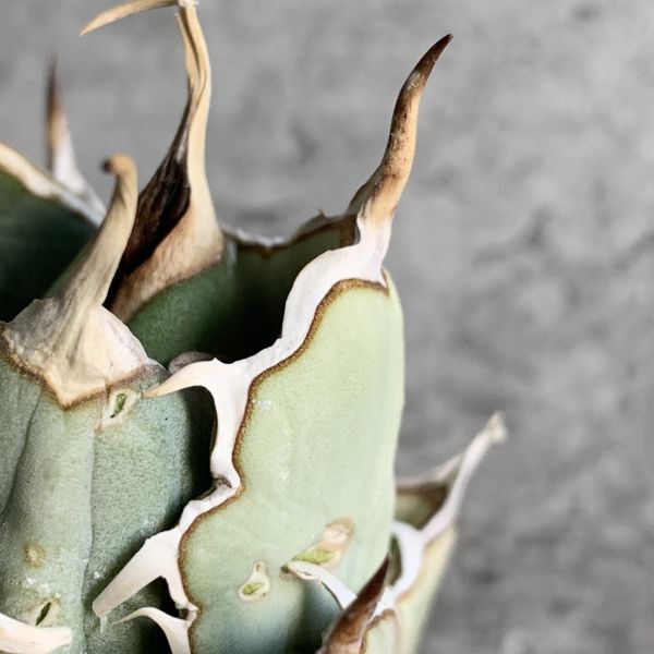 【IR2556】【極上SS級！！高級株！ イラン産 ◆ アガベ チタノタ ローズ ◆】Agave titanota ' Rose 'の画像6