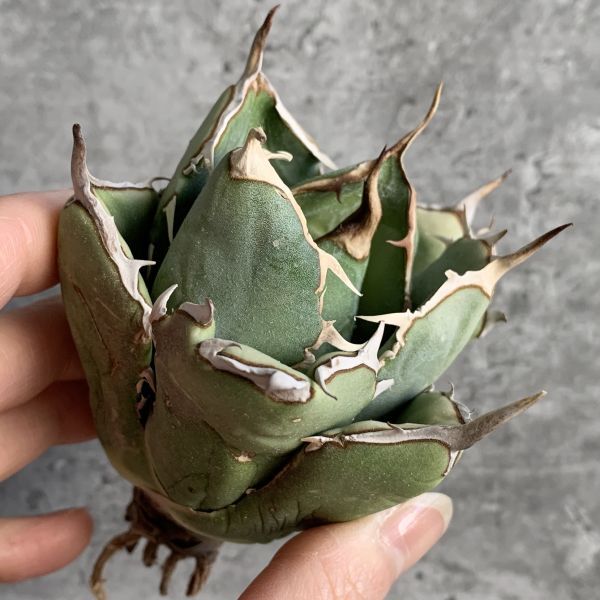 【IR2560】【極上SS級！！高級株！ イラン産 ◆ アガベ チタノタ ローズ ◆】Agave titanota ' Rose 'の画像1