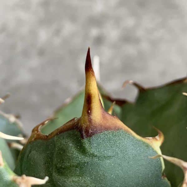 【IR2644】【極上SS級！！高級株！ イラン産 ◆ アガベ チタノタ ローズ ◆】Agave titanota ' Rose '_画像4