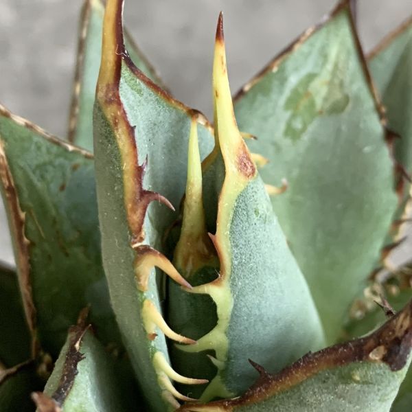 【IR2637】在庫ラスト株！！【SS級極上血統！イラン産！アガベ チタノタ タワー！】Agave titanota ' Tower '_画像3