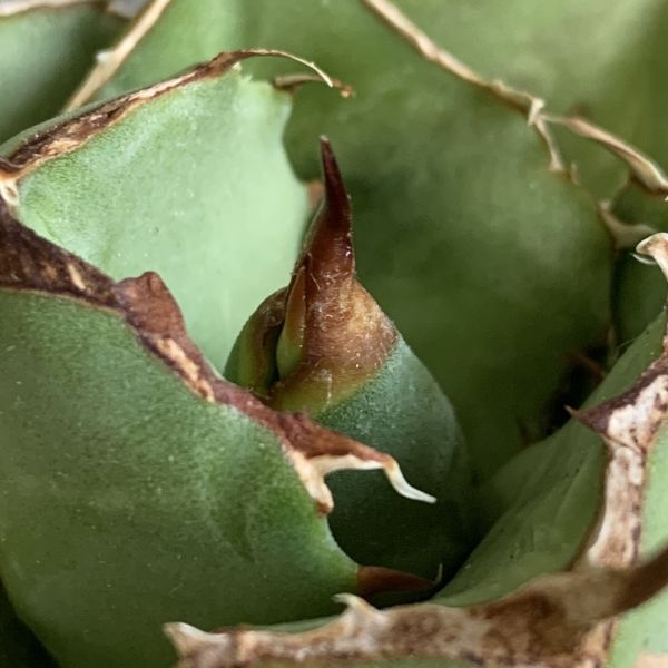 【IR2638】【極上SS級！！高級株！ イラン産 ◆ アガベ チタノタ ローズ ◆】Agave titanota ' Rose 'の画像5