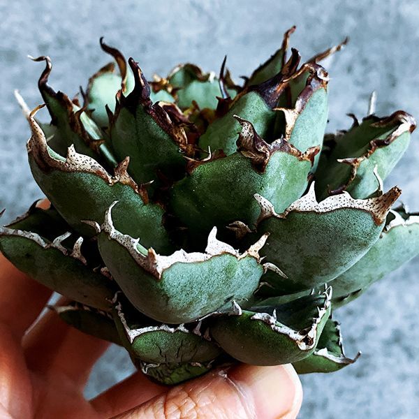 【D1381】SS級極上血統！！ アガベ チタノタ フィリグリー Agave titanotaac_画像1