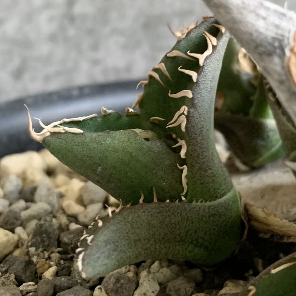 【F8079】【SS級極上血統！胴切り超希少子株！】オアハカ 産 アガベ オテロイ agave oteroi Oaxaca ( チタノタ ゴジラ 悪魔くん バケモノ_画像3