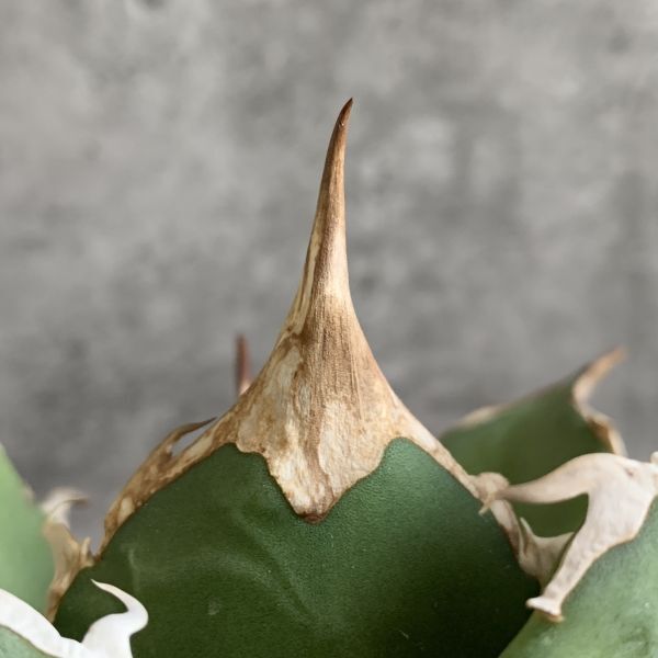 [IR2693]* attention stock *[SS class finest quality ..!i Ran production! agave chitanota griffin!]Agave titanota \' Griffin \'