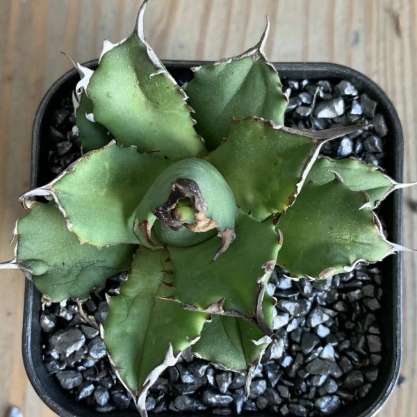 【NN1175】在庫ラスト株！！【SS級！！希少品種！】アガベ チタノタ キョウト Agave titanota”Kyoto”_画像3