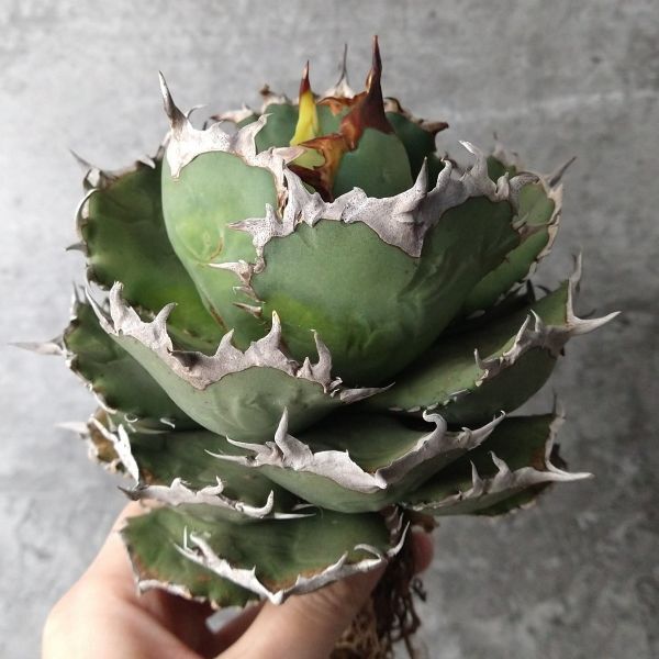 [F8074][ super rare chitanota] direct series finest quality .. a little over . selection .! agave chitanotaFo 076 Agave titanota