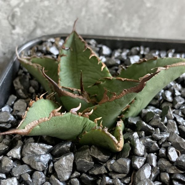 【D1396】S級極上！！ 【超希少品種！】アガベ チタノタ バラクーダ Agave titanota”barracuda”_画像2