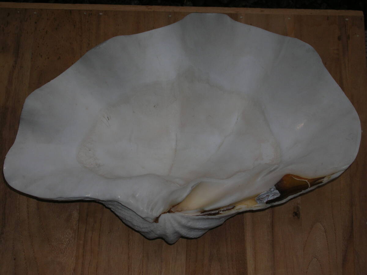 シャコガイ　シャコ貝　貝殻　インテリア　置物　横約39cm　高さ約16cm　重さ7.2kg_画像1