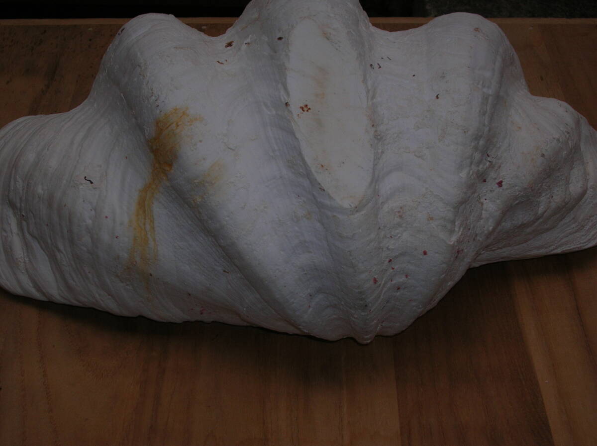 シャコガイ　シャコ貝　貝殻　インテリア　置物　横約39cm　高さ約16cm　重さ7.2kg_画像4