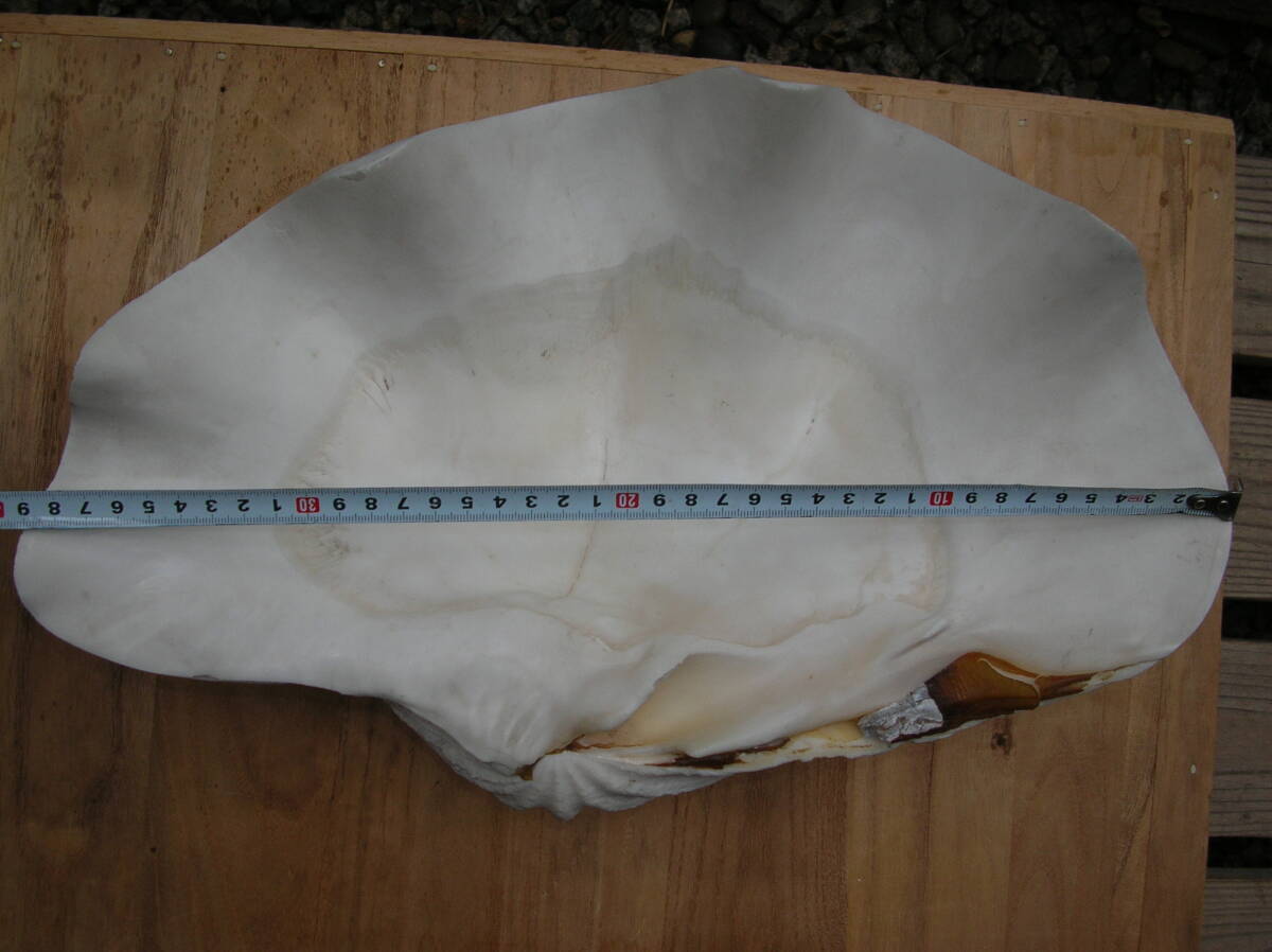 シャコガイ　シャコ貝　貝殻　インテリア　置物　横約39cm　高さ約16cm　重さ7.2kg_画像5