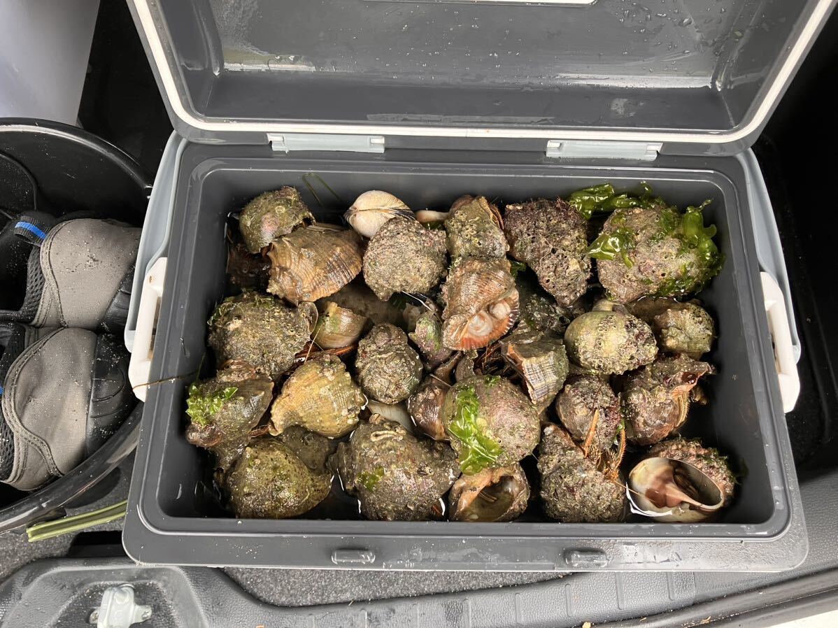 【送料無料】石鯛　イシガキダイに！冷凍ヤドカリ60個(殻付き) 釣り餌_画像1