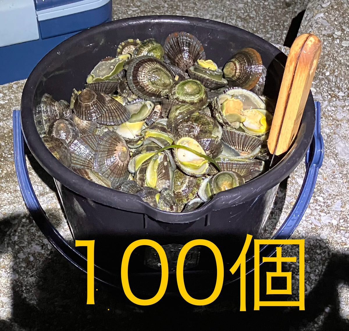 【送料無料】冷凍マツバ貝100個　石鯛　イシガキダイ　黒鯛　釣り餌　ジンガサ　カサガイ_画像1