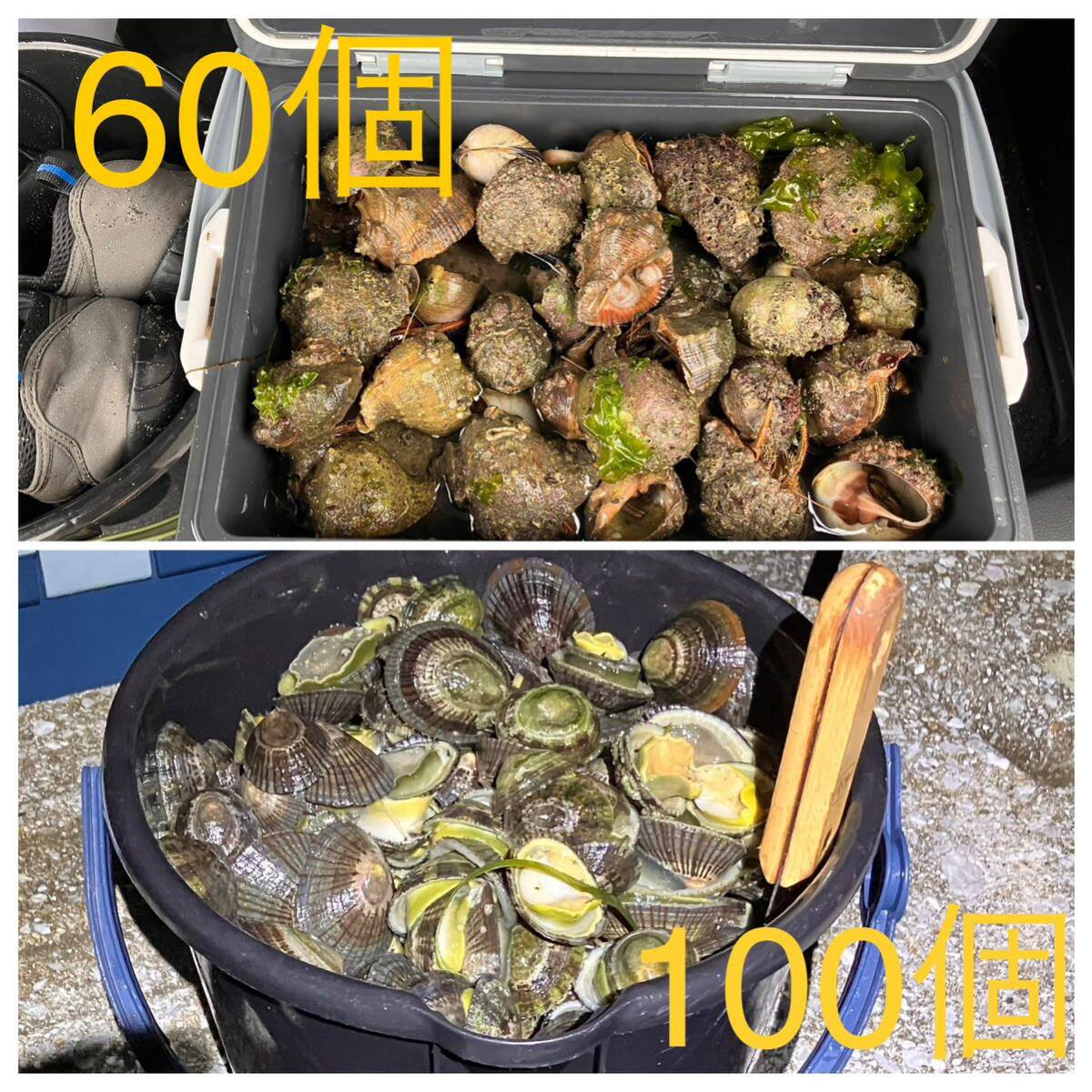 【送料無料】冷凍ヤドカリ60個　冷凍マツバ貝100個　石鯛　イシガキダイ　黒鯛　釣り餌_画像1