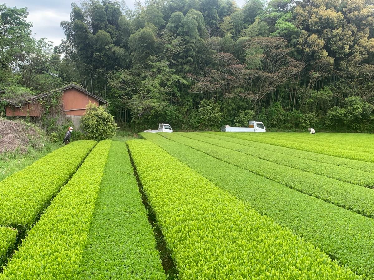 【新茶】あさぎり誉100g2袋　茶農家直売　無農薬・無化学肥料栽培　シングルオリジン　カテキンパワー　免疫力アップ