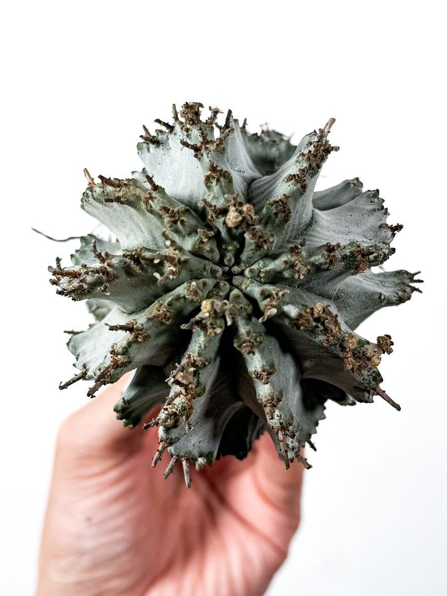 10 Euphorbia horrida white ユーフォルビア ホリダ 白衣 ( サボテン 多肉植物 塊根植物 パキポディウム アガベ_画像3