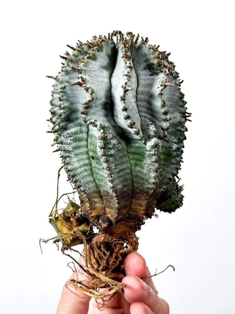 10 Euphorbia horrida white ユーフォルビア ホリダ 白衣 ( サボテン 多肉植物 塊根植物 パキポディウム アガベ_画像2