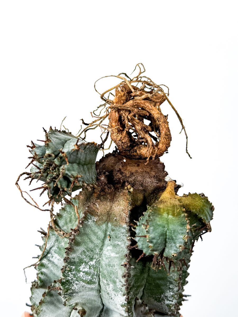 10 Euphorbia horrida white ユーフォルビア ホリダ 白衣 ( サボテン 多肉植物 塊根植物 パキポディウム アガベ_画像6