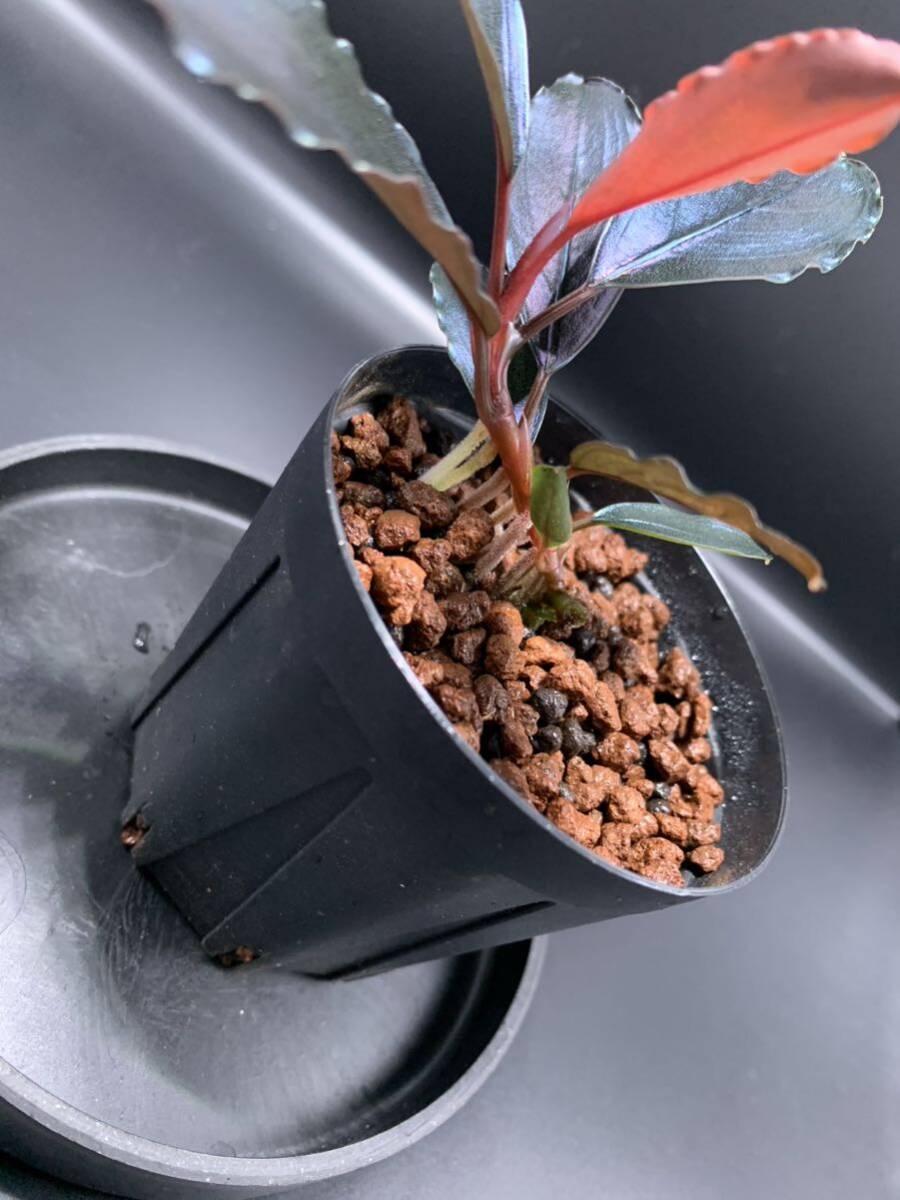 Bibian 比比昂- Bucephalandra sp. Deep Purple from kapuas Bibian 比比昂- Bucephalandra sp. Deep Purple from kapuas