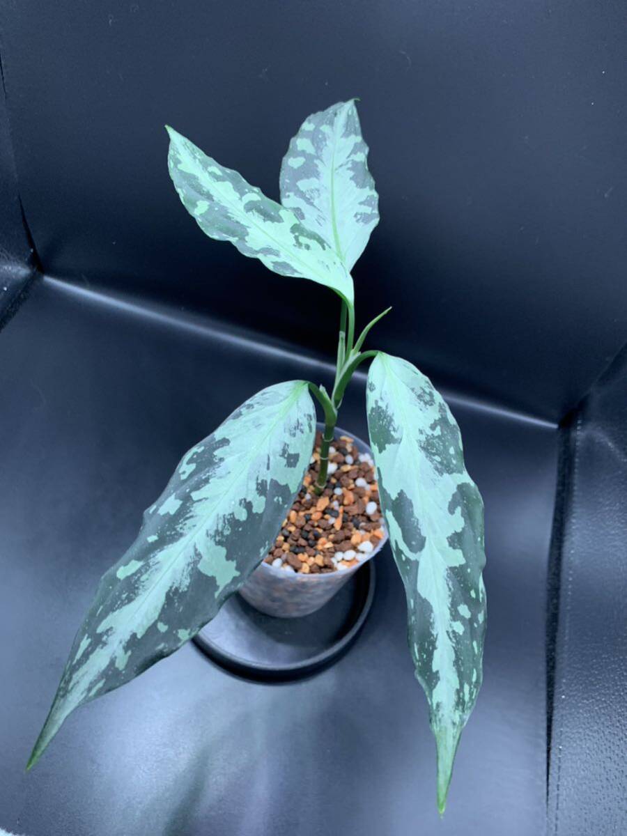 Aglaonema pictum A “しるば〜らいん” 【LA1218-01b】LA便 アグラオネマ ピクタム_画像2