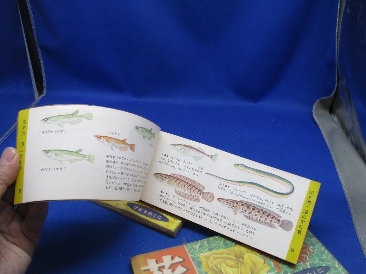 ひかりのくに昭和出版刊 花の観察図鑑+鳥、魚　3冊セット　62819_画像7