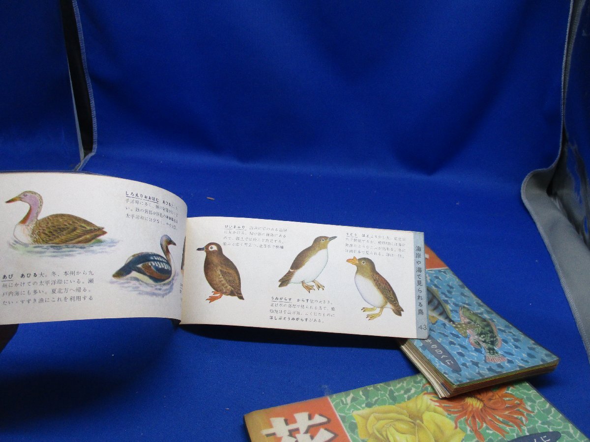 ひかりのくに昭和出版刊 花の観察図鑑+鳥、魚　3冊セット　62819_画像9