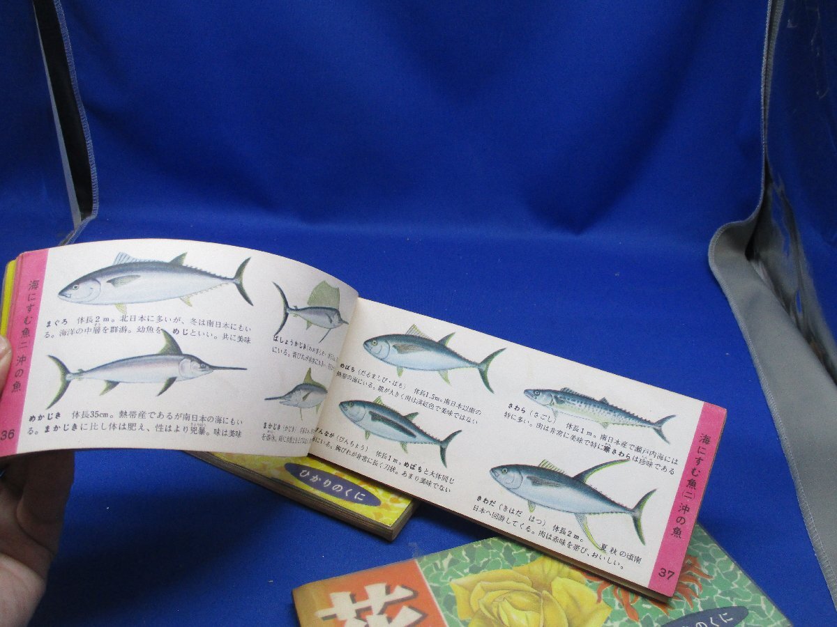 ひかりのくに昭和出版刊 花の観察図鑑+鳥、魚　3冊セット　62819_画像5