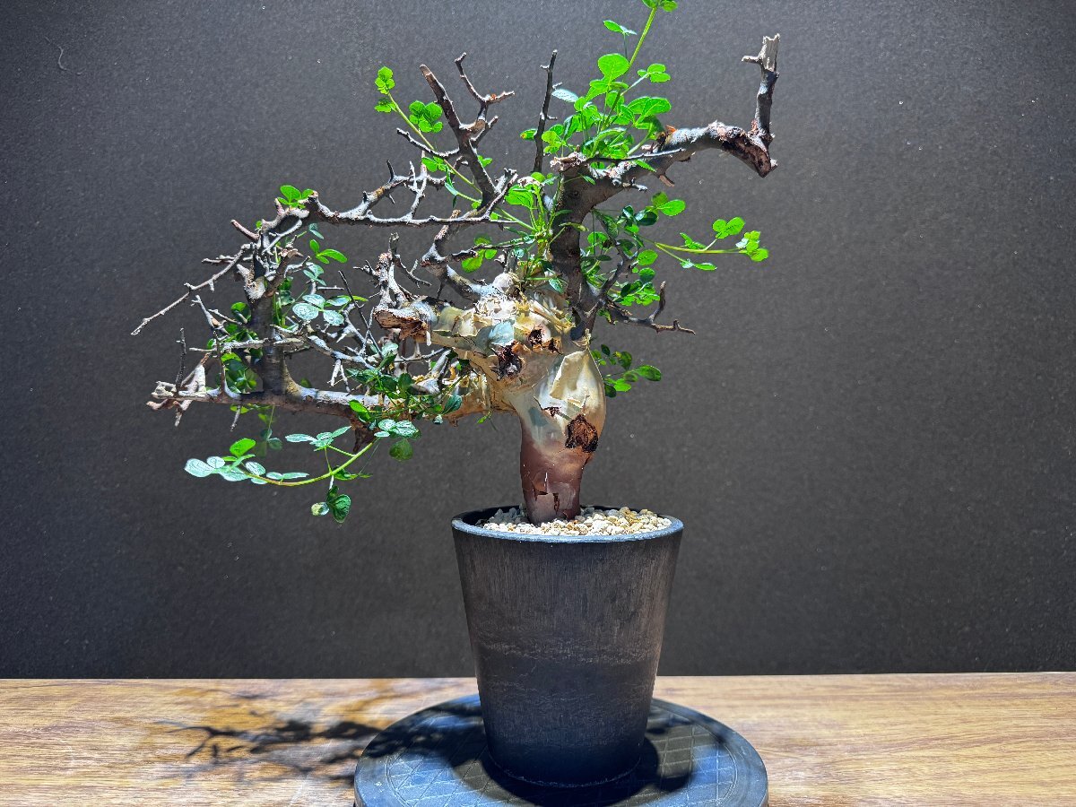 発根済株⑤ Commiphora kataf コミフォラ カタフ /@triad plants_画像1