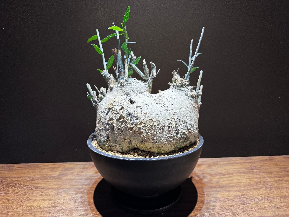 Yahoo!オークション - 発根済株⑤ Adenia pechuelii アデニア Yahoo!オークション - 発根済株⑤ Adenia pechuelii アデニア