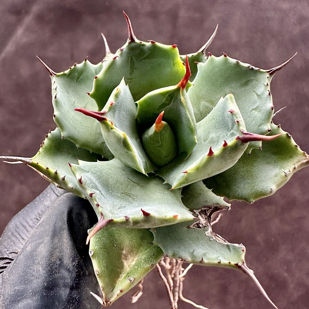  【Lj_plants】W355 アガベ チタノタ 雷帝甲蟹厚葉 丸い叶 コンパクト包葉形 極上美株の画像3