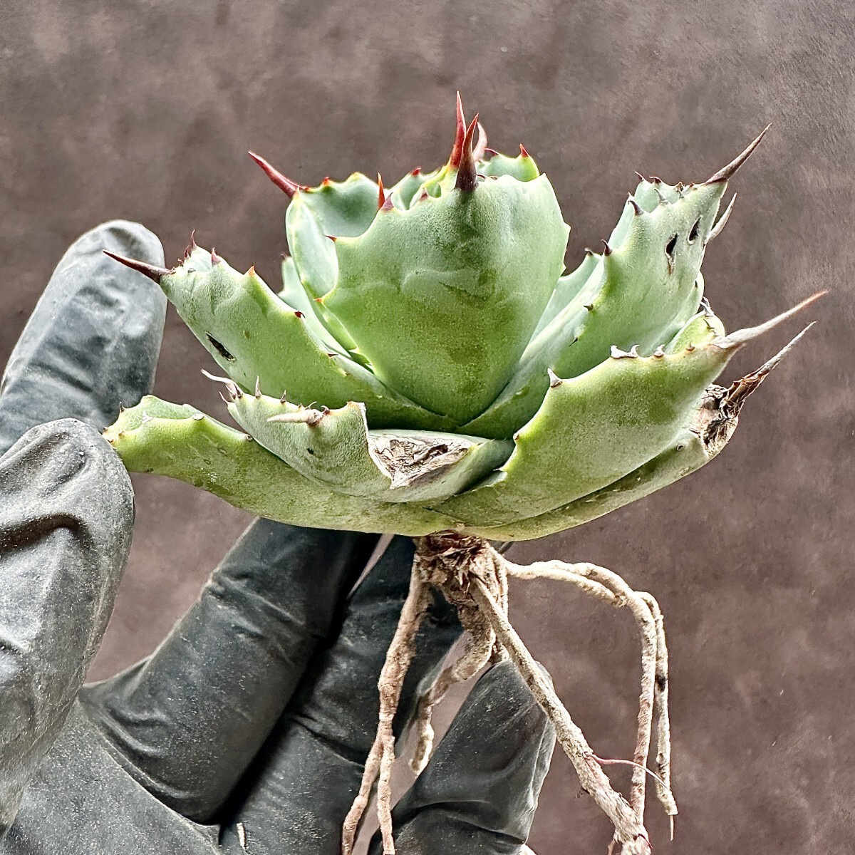  【Lj_plants】W355 アガベ チタノタ 雷帝甲蟹厚葉 丸い叶 コンパクト包葉形 極上美株の画像10