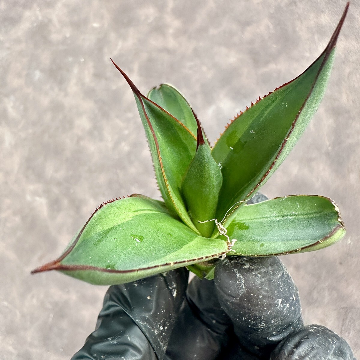 【Lj_plants】W546 多肉植物 アガベ Red Skyline 覆輪錦 極美極上子株 の画像1