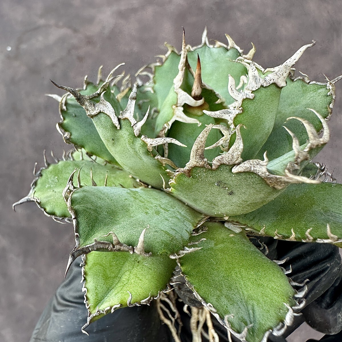 【Lj_plants】W666 アガベ チタノタ フィリグリー 圓葉拇指 極上強棘 密刺 極上美株の画像2