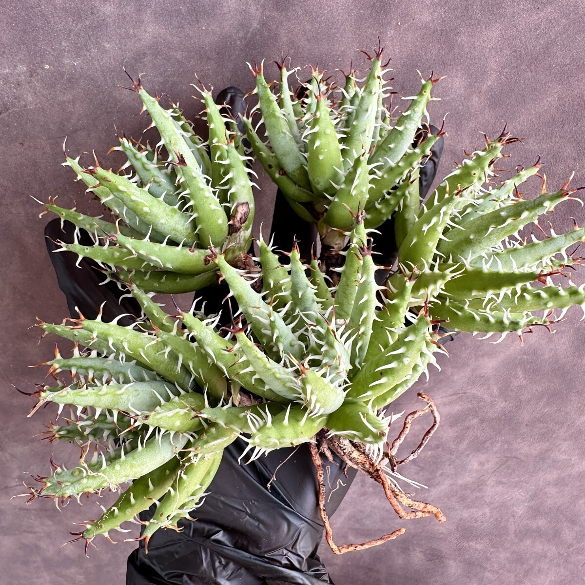 【Lj_plants】W694 株を厳選する Aloe erinacea アロエ エリナケア 極上強棘 特選極上美株 5株同梱_画像2